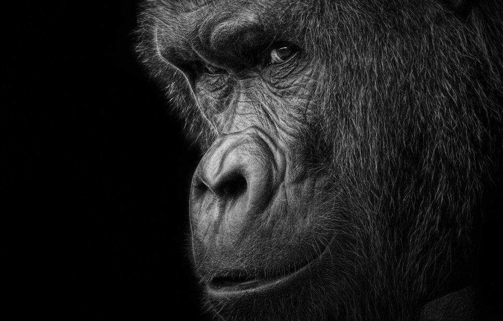 Обои на рабочий стол обезьяна