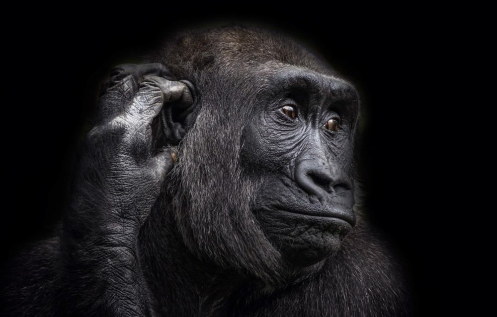 Крутая обезьяна