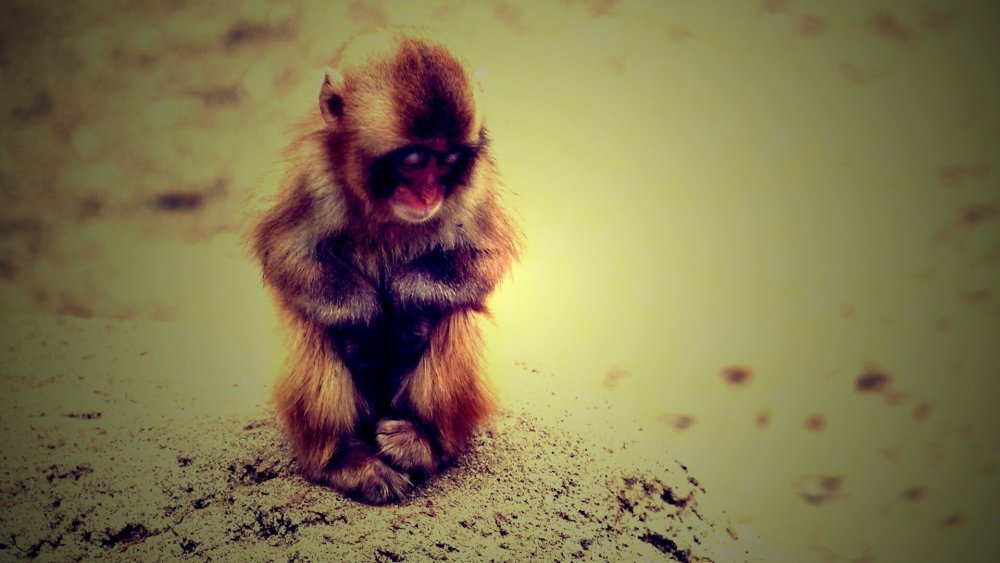 Милые обезьянки