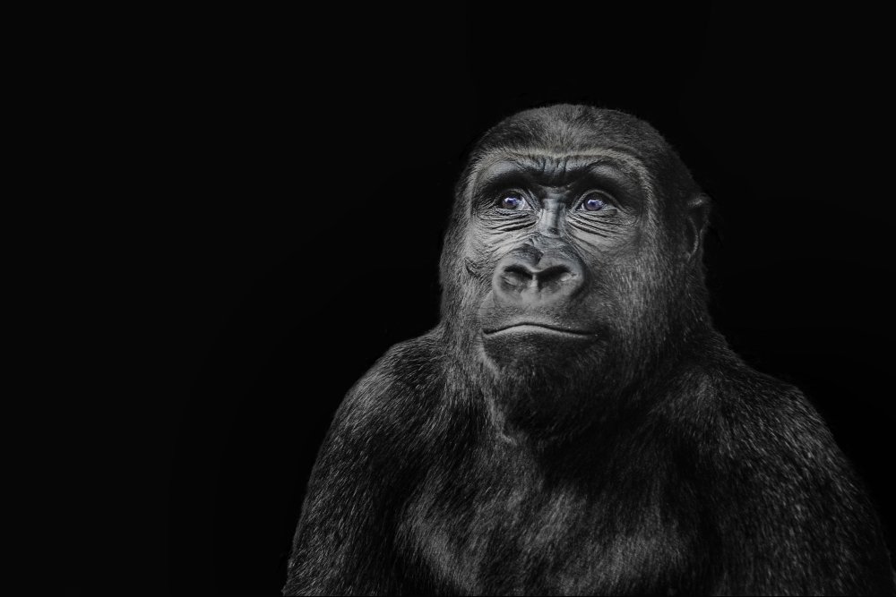 Обезьяна на темном фоне