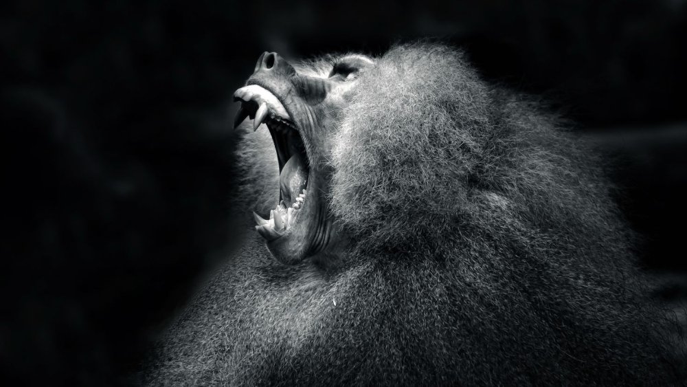 Кричащая обезьяна