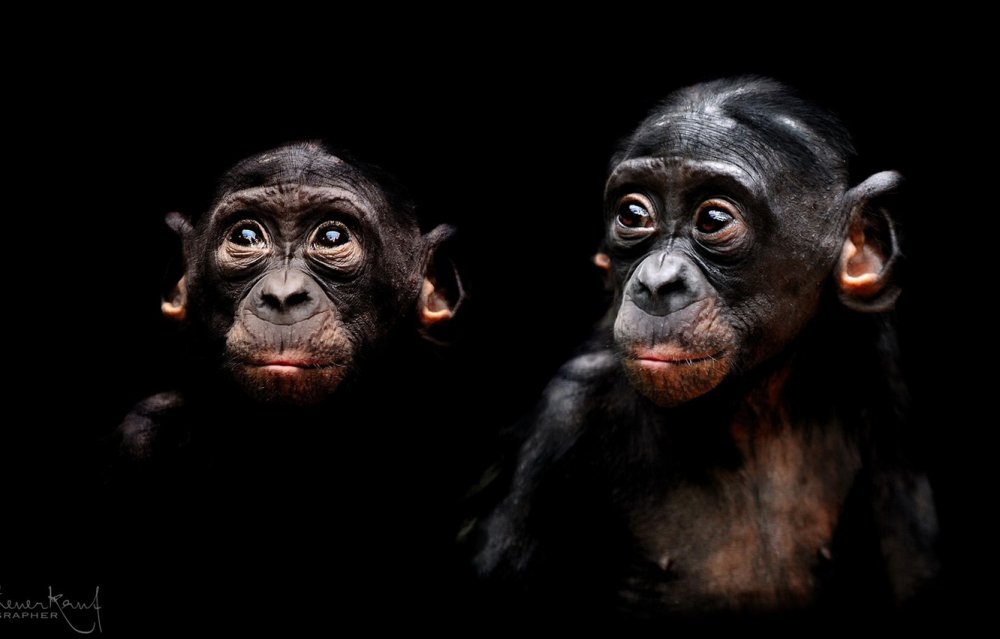 Фон обезьяна смешная