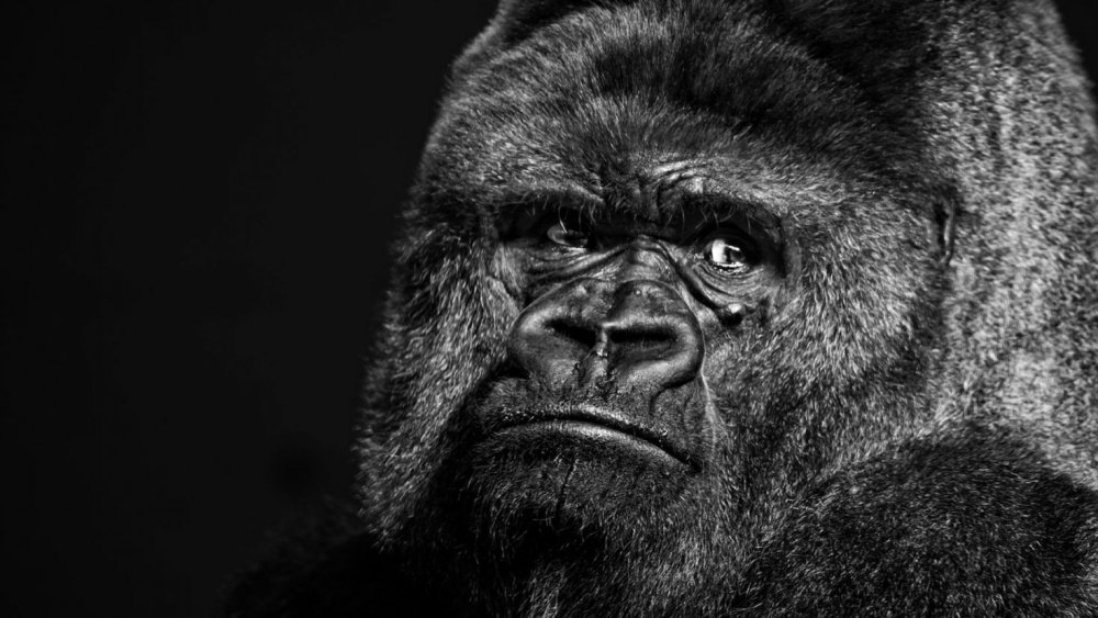 Горилла Шабани