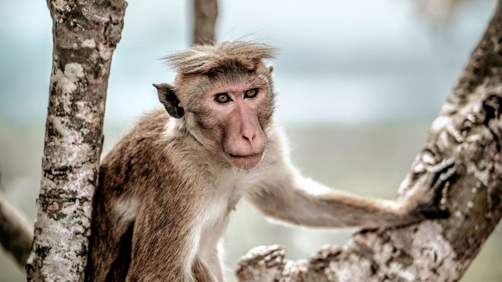 Характер обезьяны