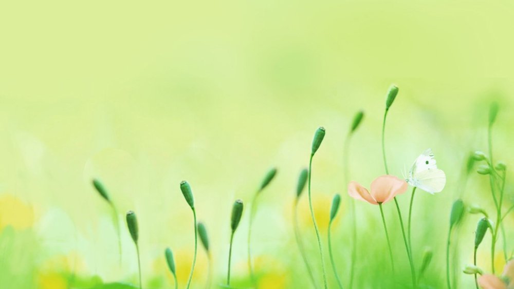 Цветы на светло зеленом фоне