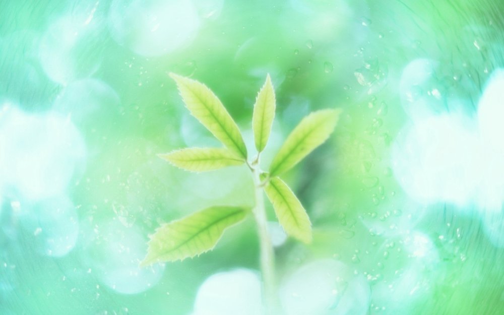 Фон зеленый нежный