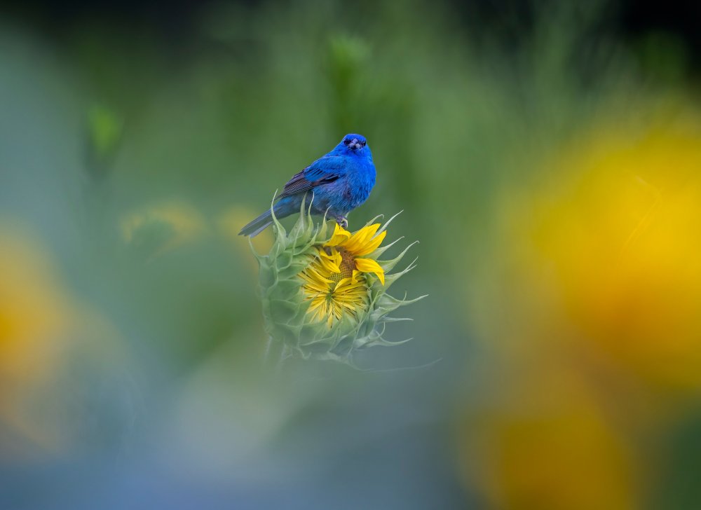 Птица в полете