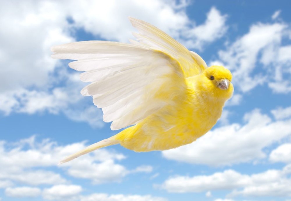 Синяя птица с желтой грудкой