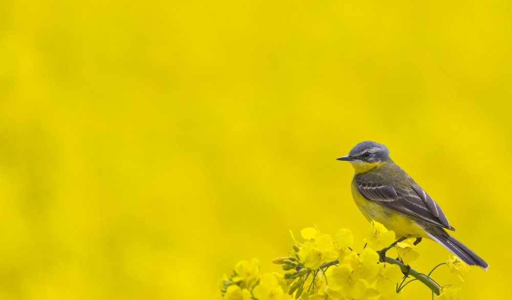 Как называется птичка которая бегает и у нее грудка желтая в крапинку