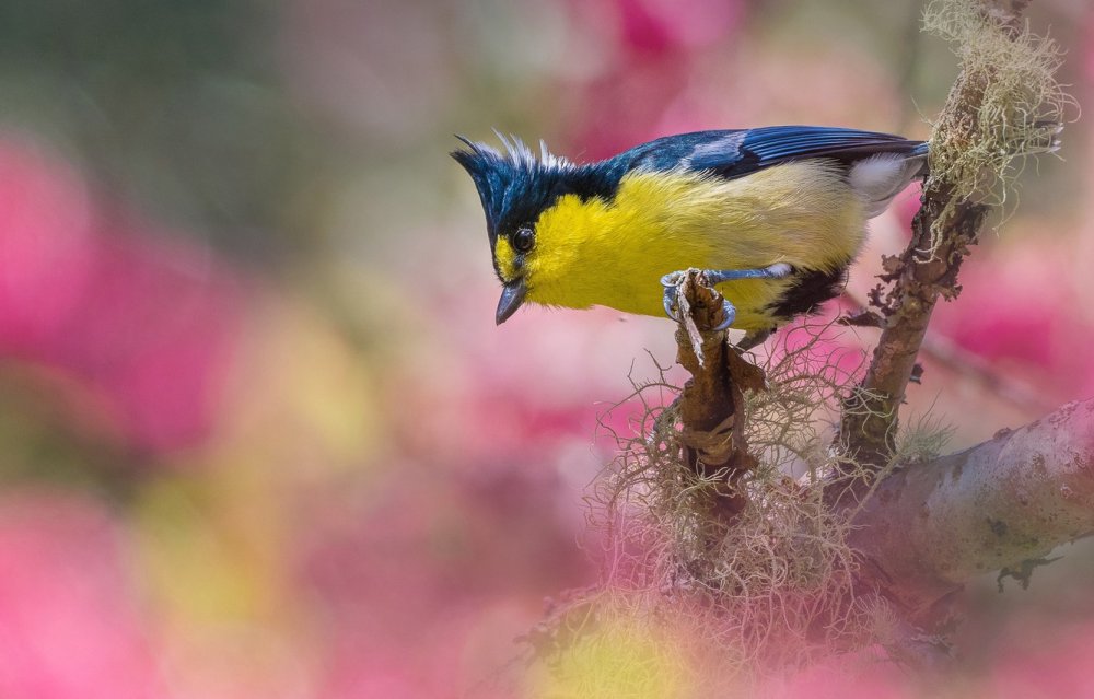 Красивые маленькие птицы