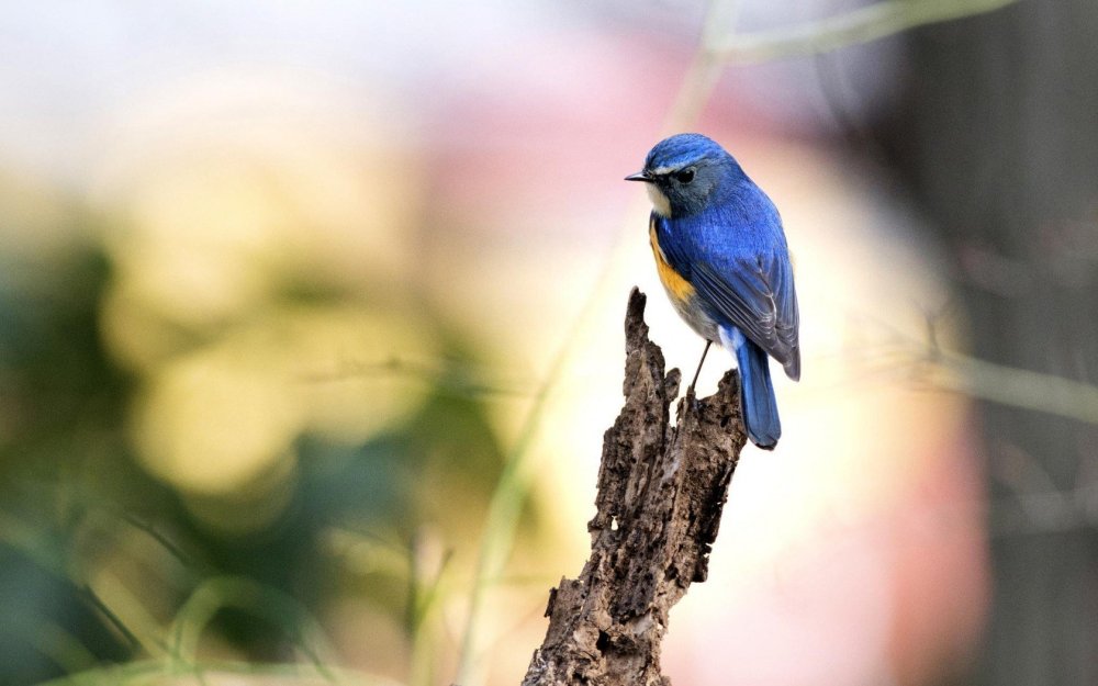 Яркие птицы на подсолнухах