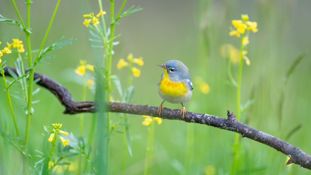 Птицы в цветах