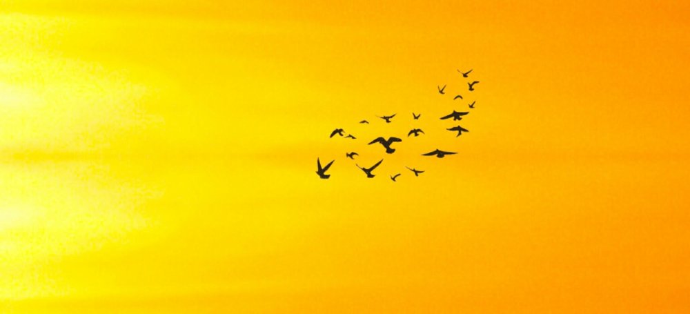 Попугай ара размах крыльев