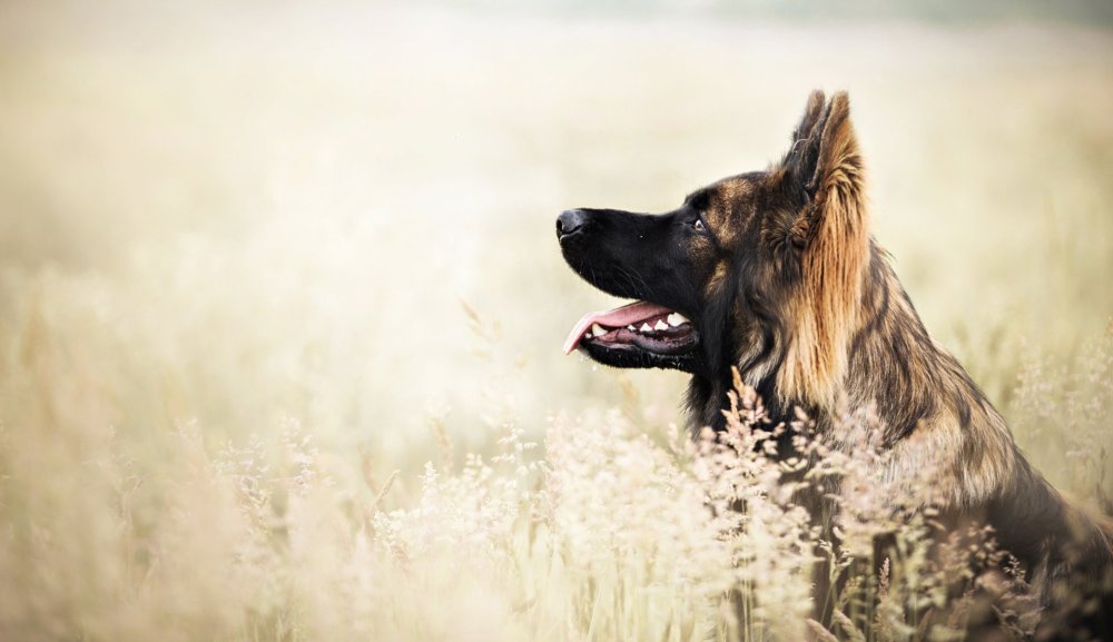 Аргентинская овчарка
