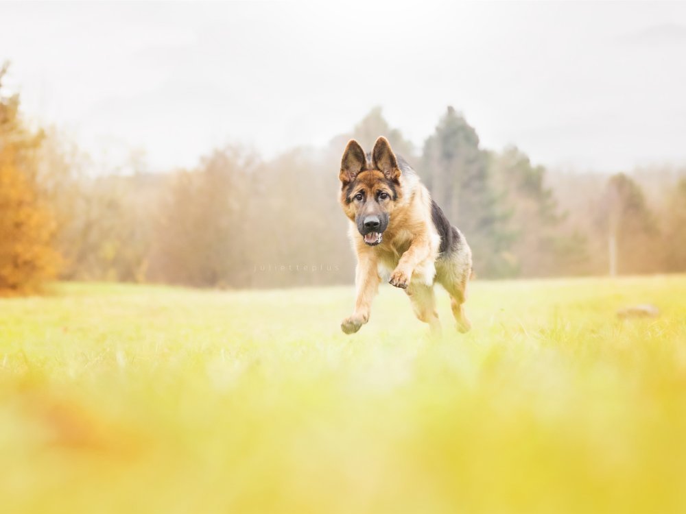 Фон немецкая овчарка