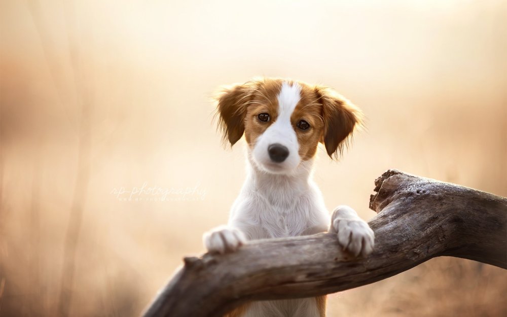 Хаски зимой