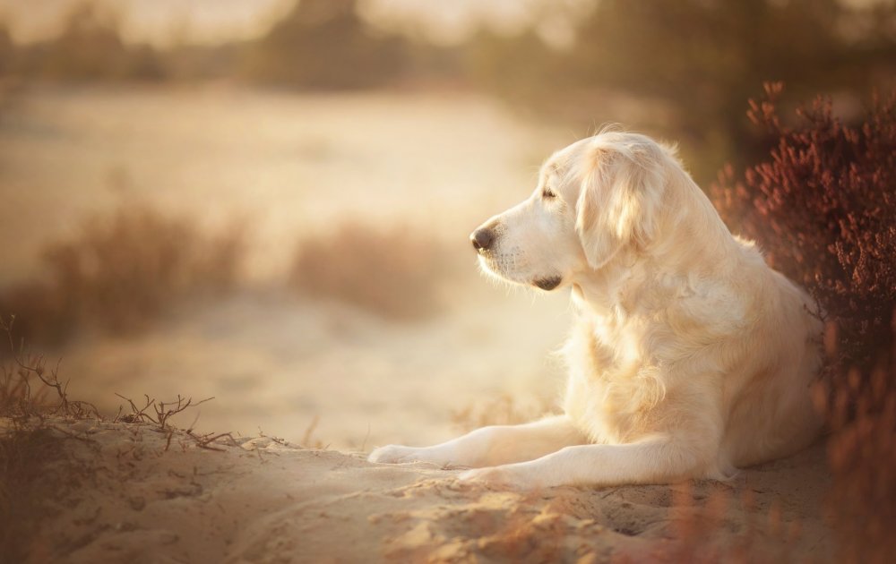 Собака на однотонном фоне