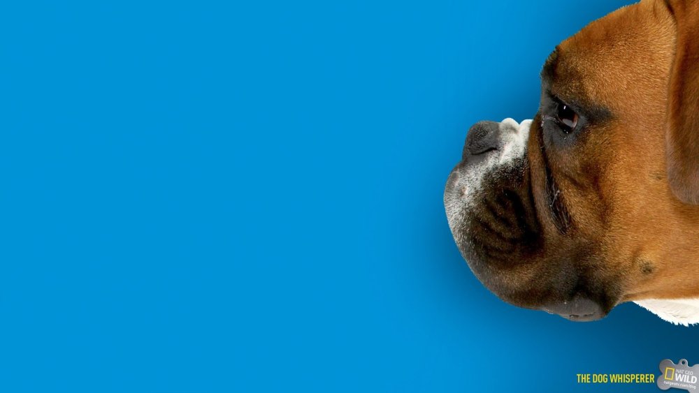 Собака на оранжевом фоне