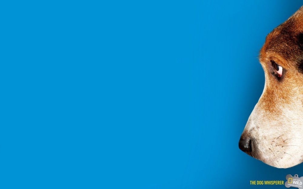 Фон для презентации собачки