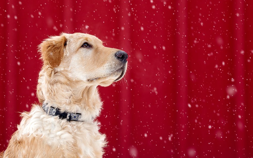 Красный Голден ретривер