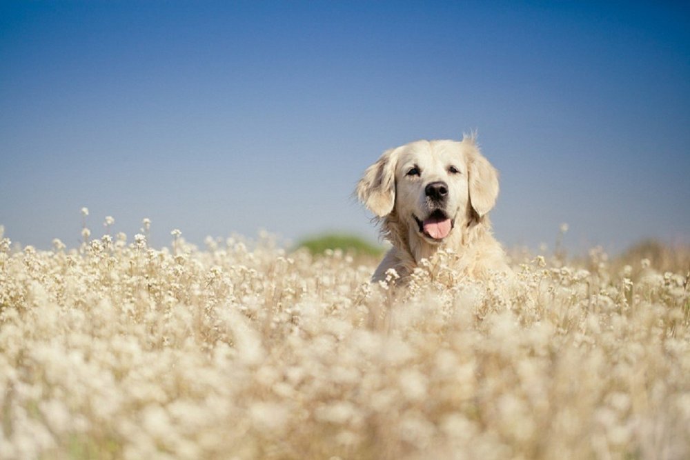 Собака на размытом фоне