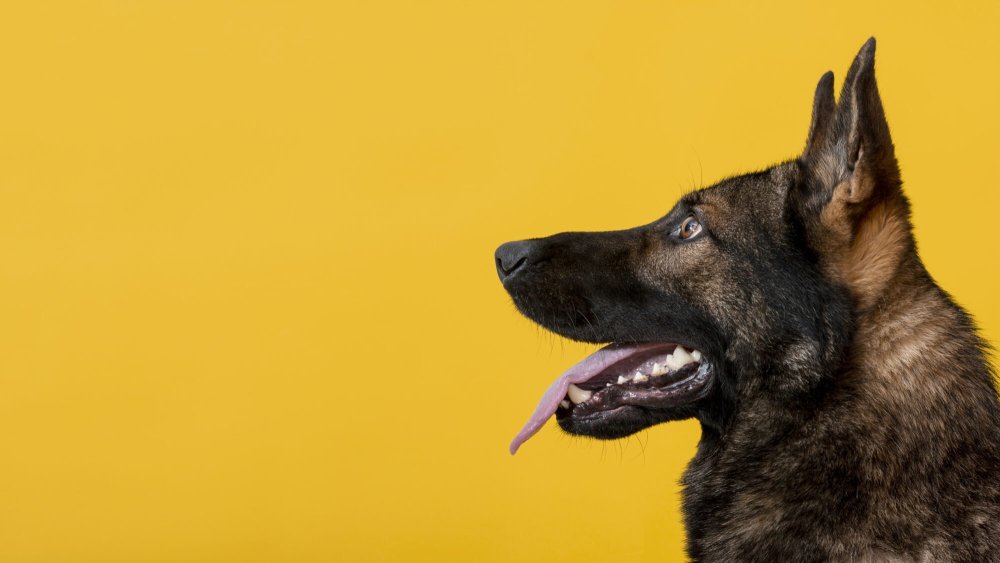 Рамка собачки