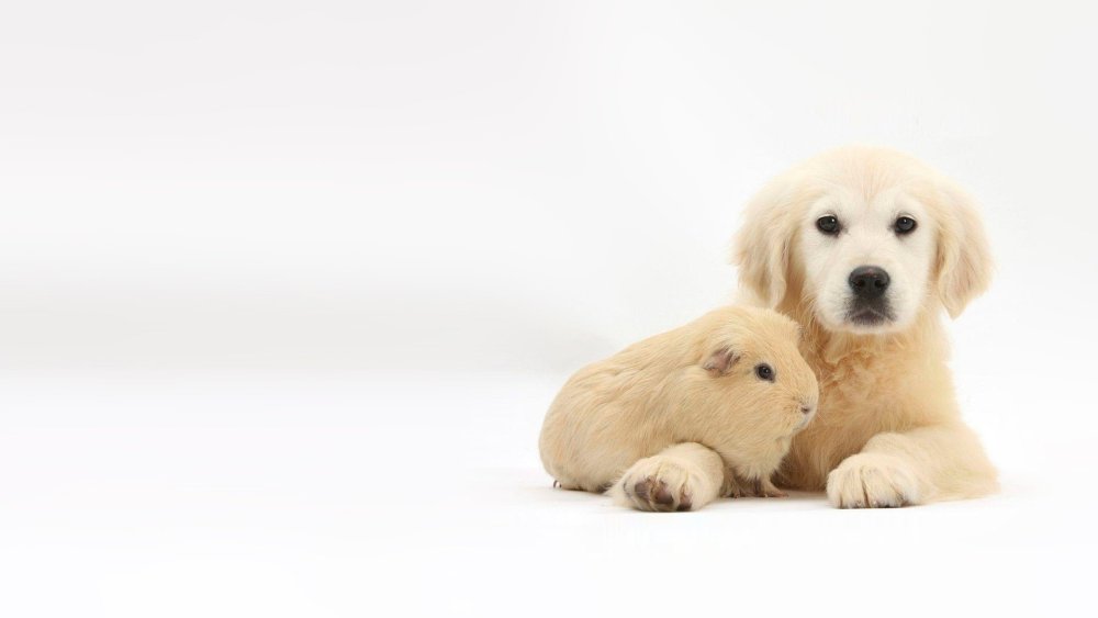 Пейзаж с собакой