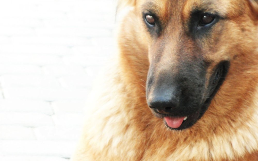 Овчарка Дауфмана