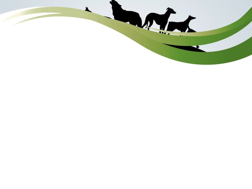 Фон для презентации про животных