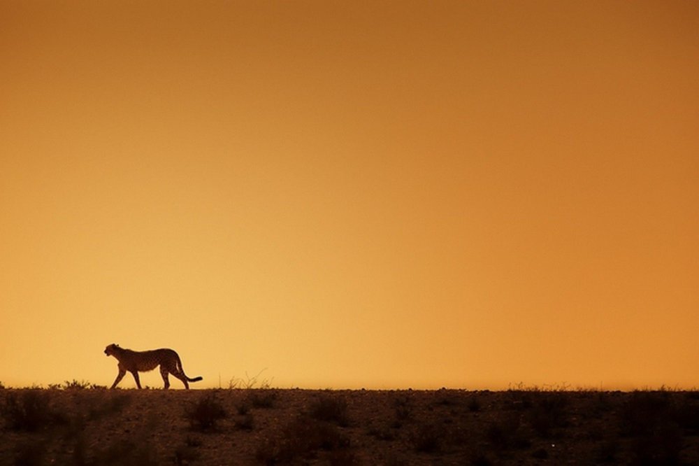 Фон для презентации животные