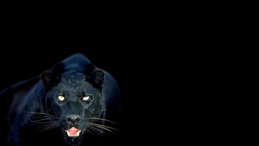 Черная пантера