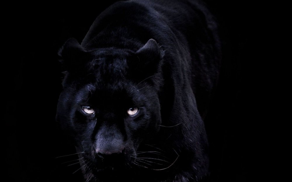 Пантера на черном фоне