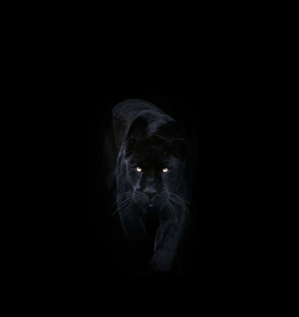 Черное на черном фоне