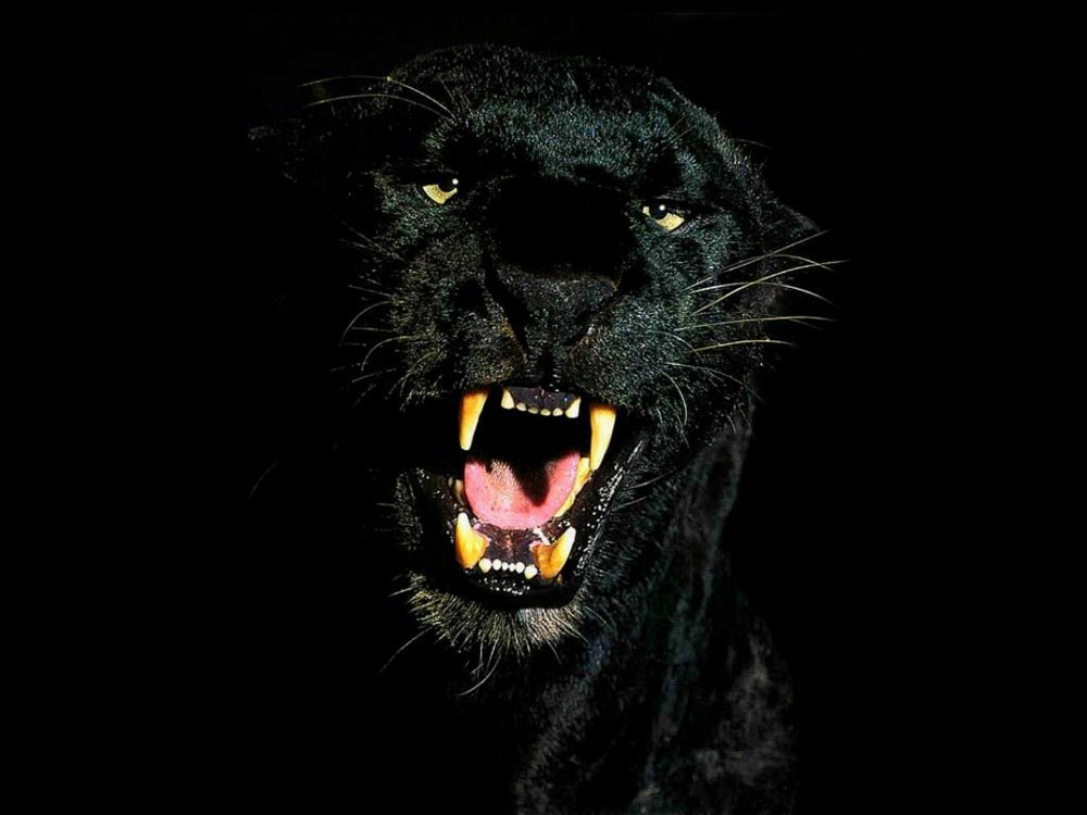 Черный Ягуар оскал