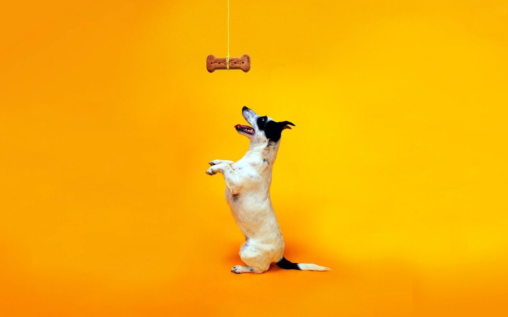 Желтая собака