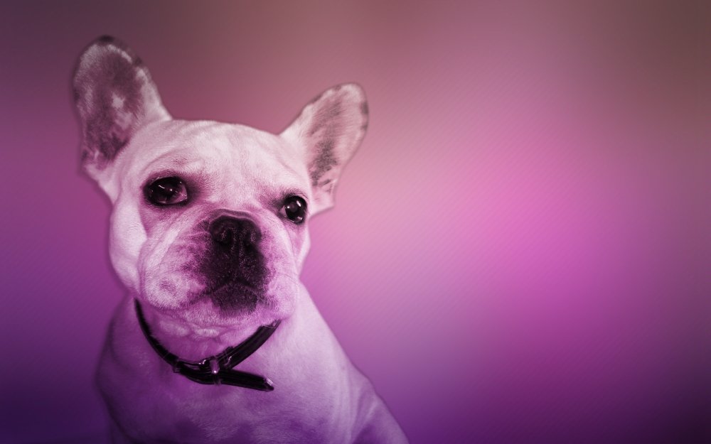 Лиловая собака