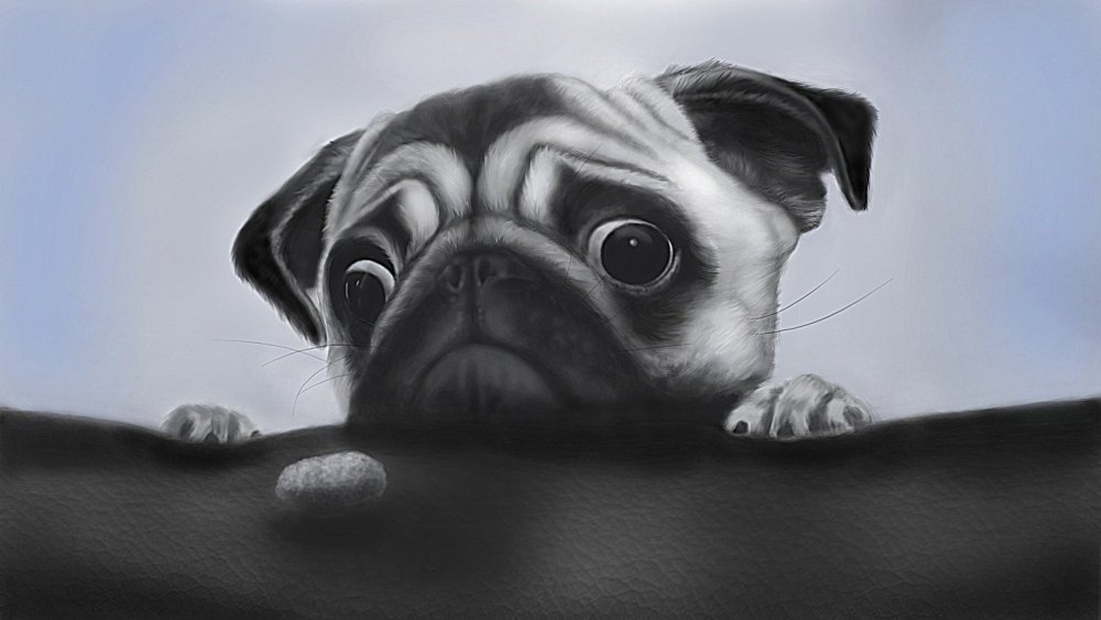 Собака Мопс