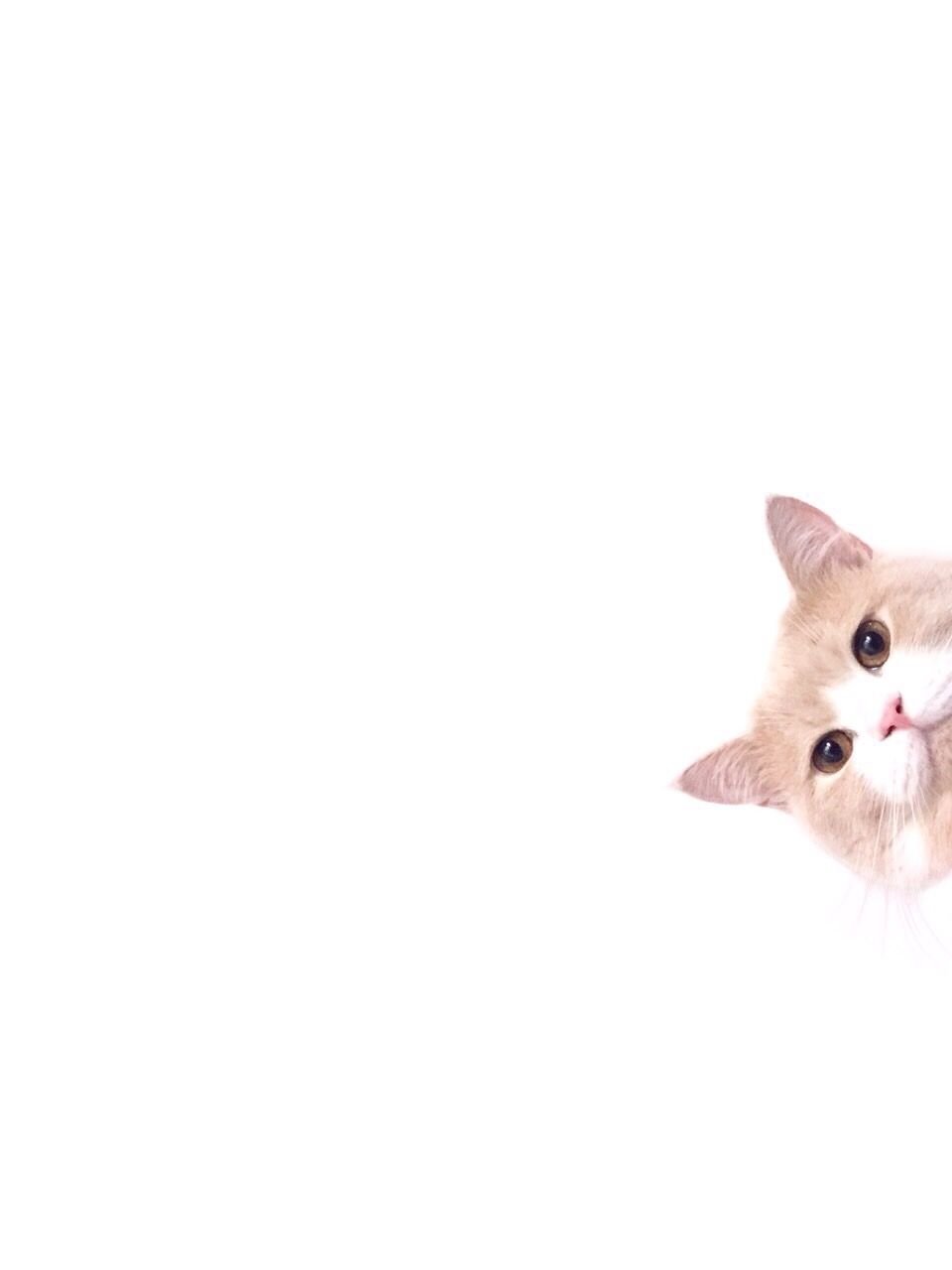 Кот выглядывает на белом фоне