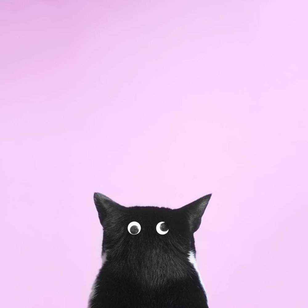 Фон с котиками