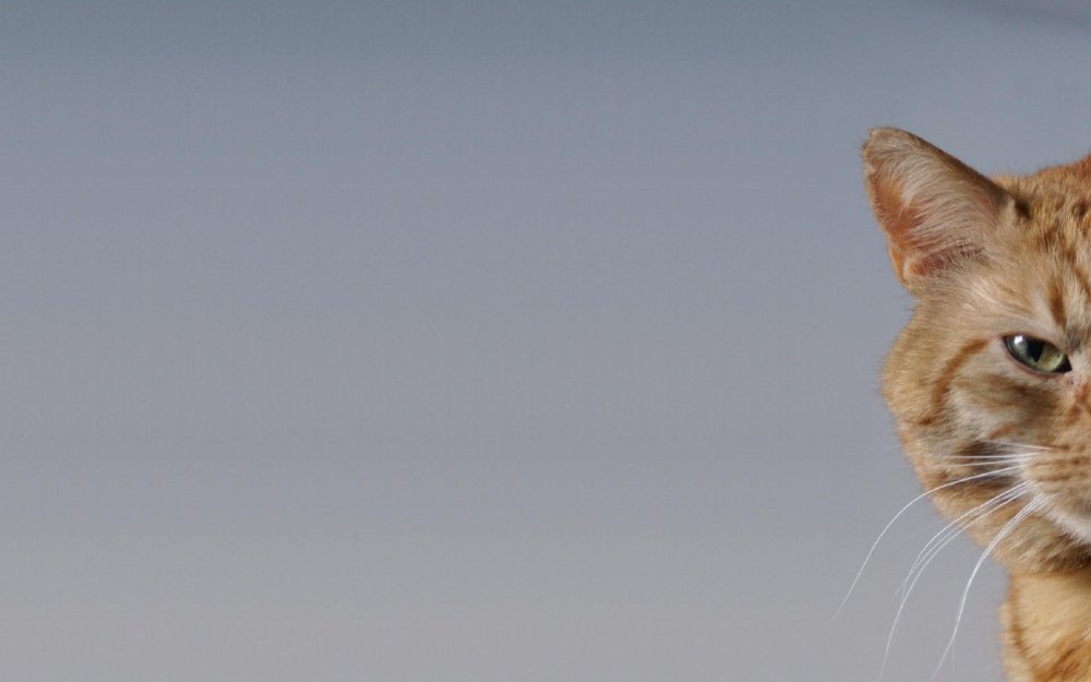 Рыжий кот выглядывает из-за угла
