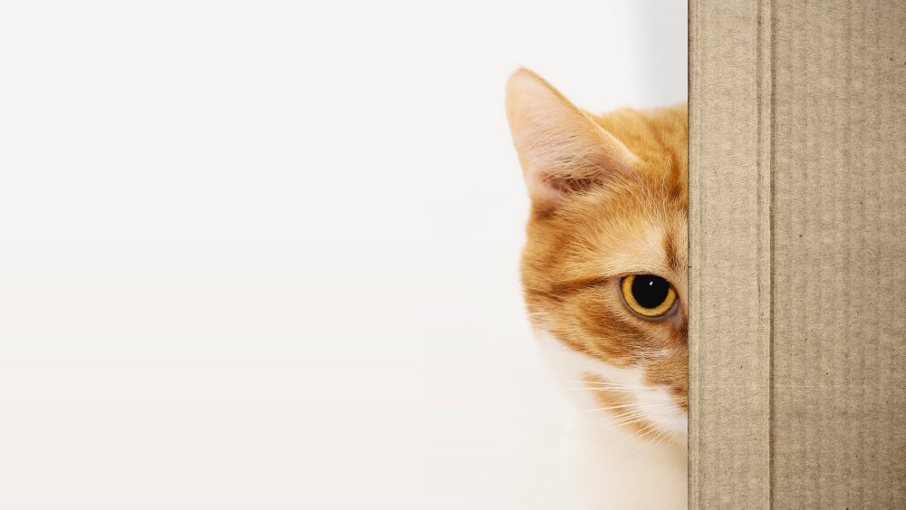 Кот выглядывает из-за стола