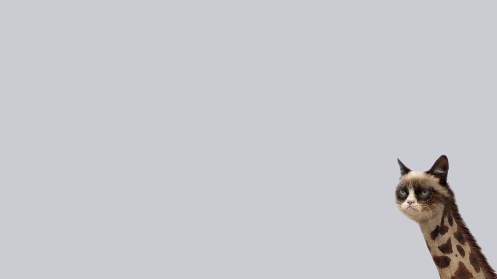 Минимализм животные