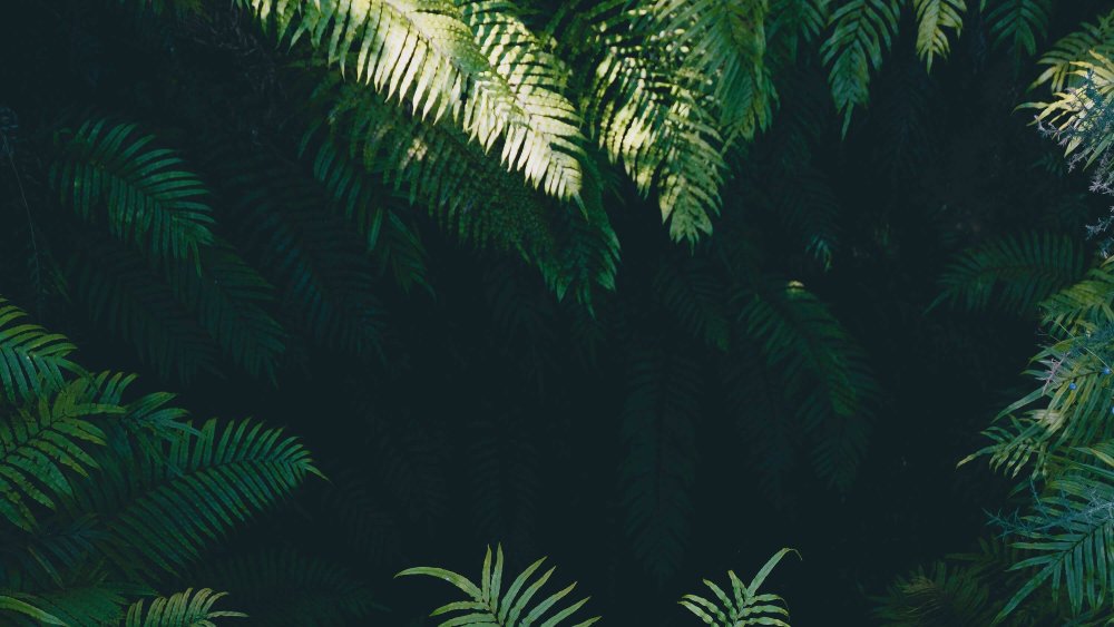 Джунгли на черном фоне