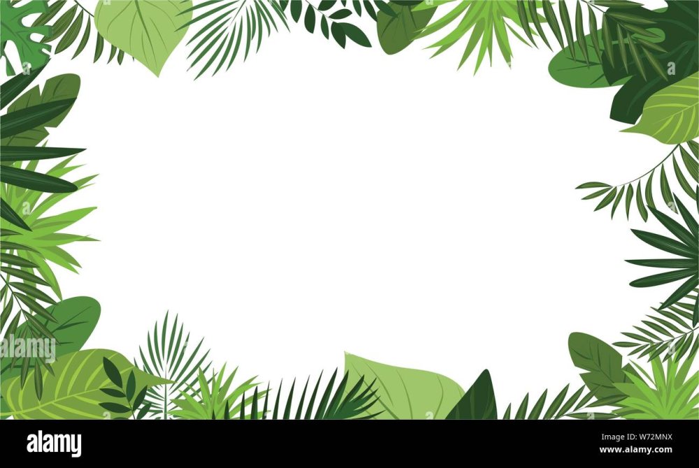 Тропический лес рамка