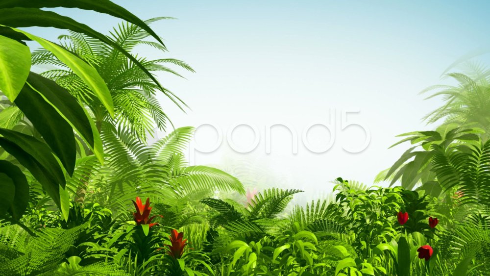 Фон для презентации субтропики