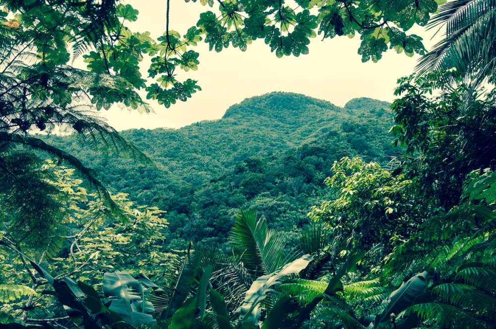 Джунгли 939765