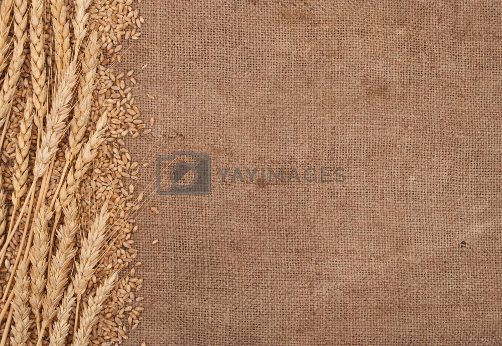 Колосок пшеницы на мешковине
