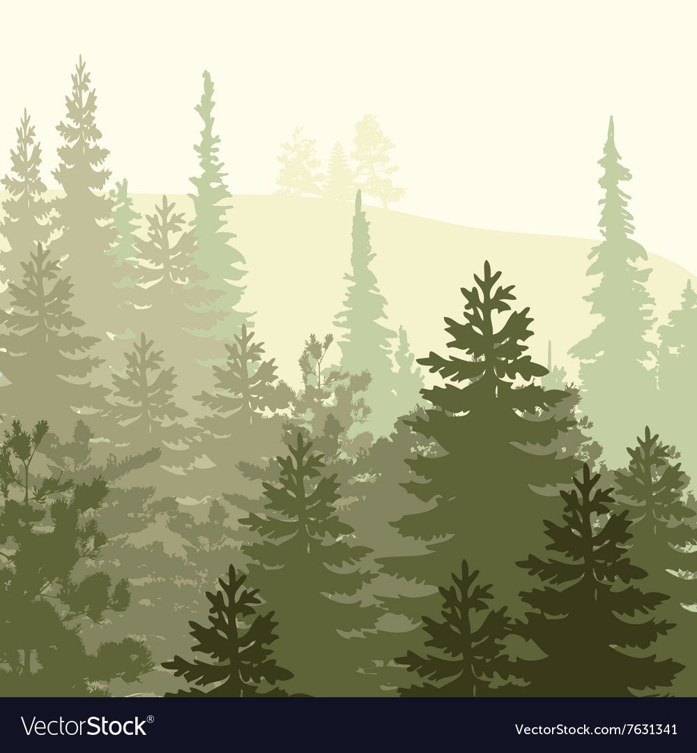 Сосна иллюстратор