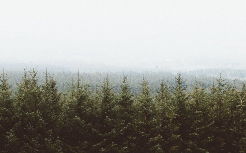 Хвойный лес в далеке