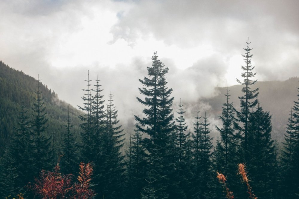 Лес для двойной экспозиции